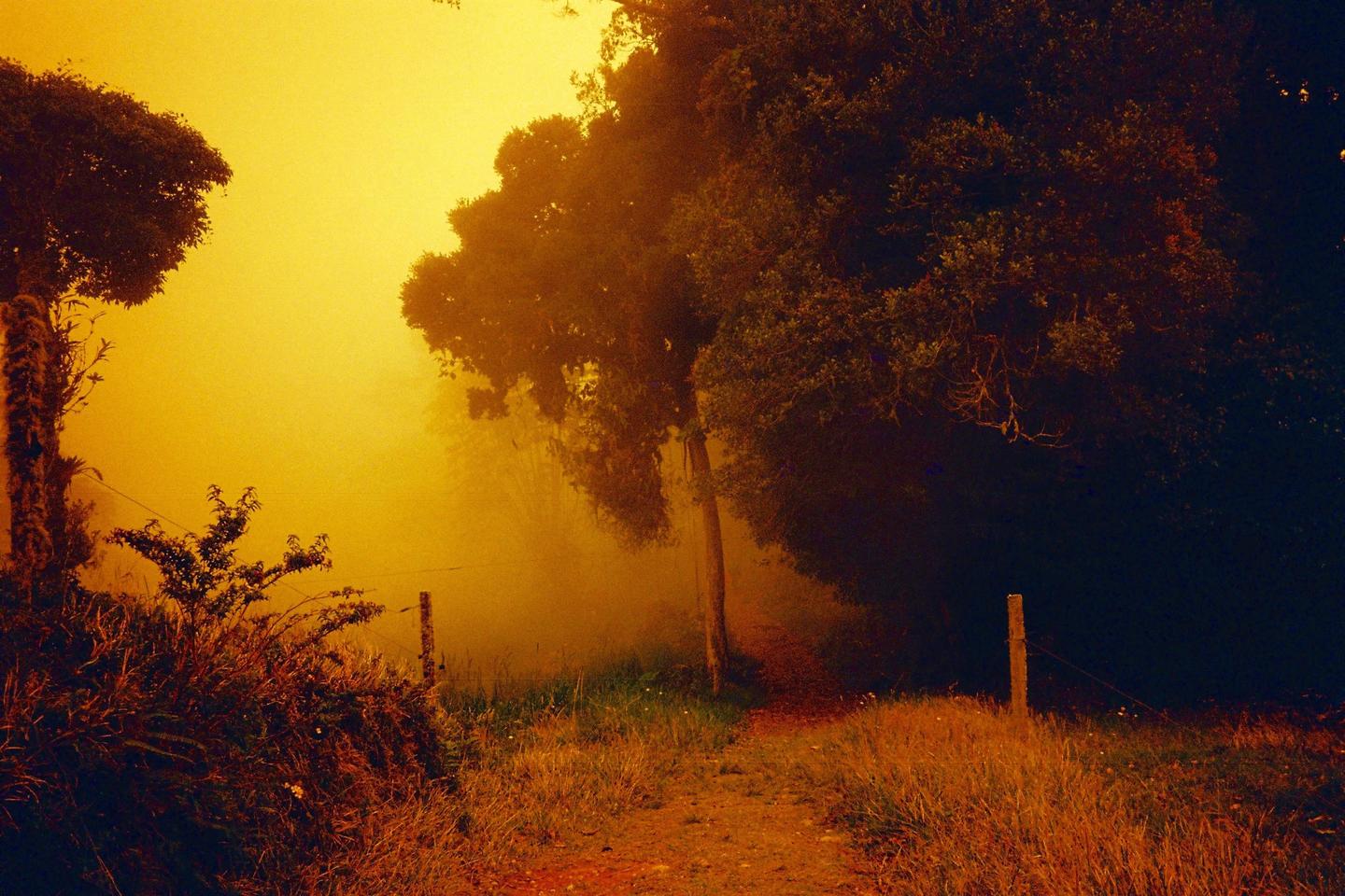 A dirt path leads into a hazy, golden-hued forest with tall trees and a fence.