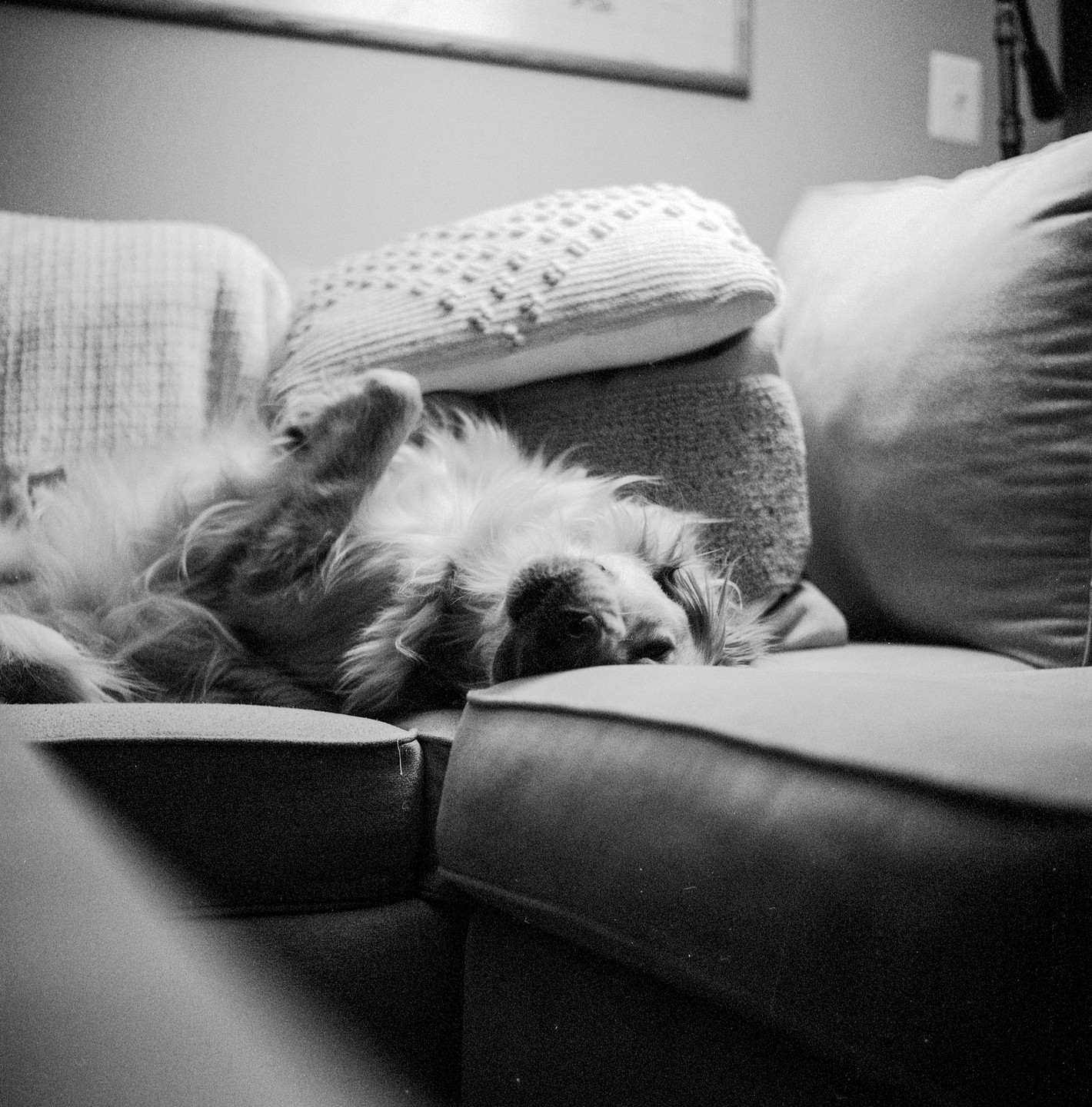 A dog lies upside down on a sofa with its head resting on a cushion.