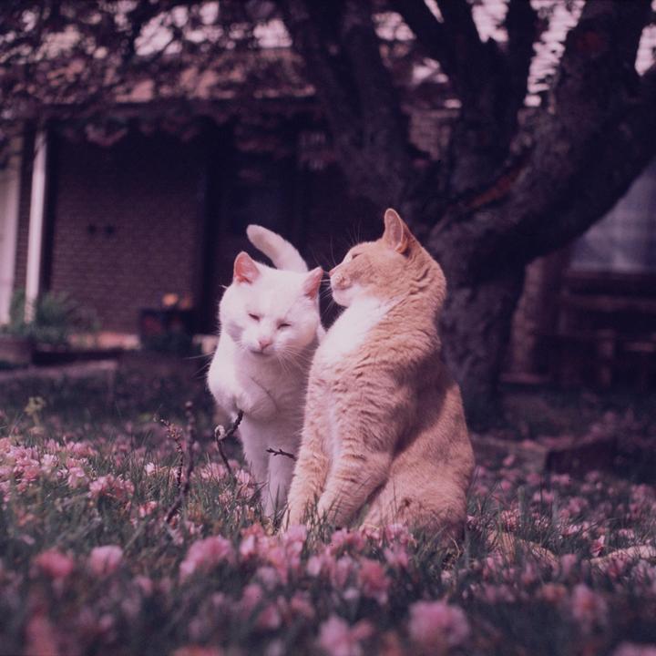 Two cats are sitting in a field of pink flowers.