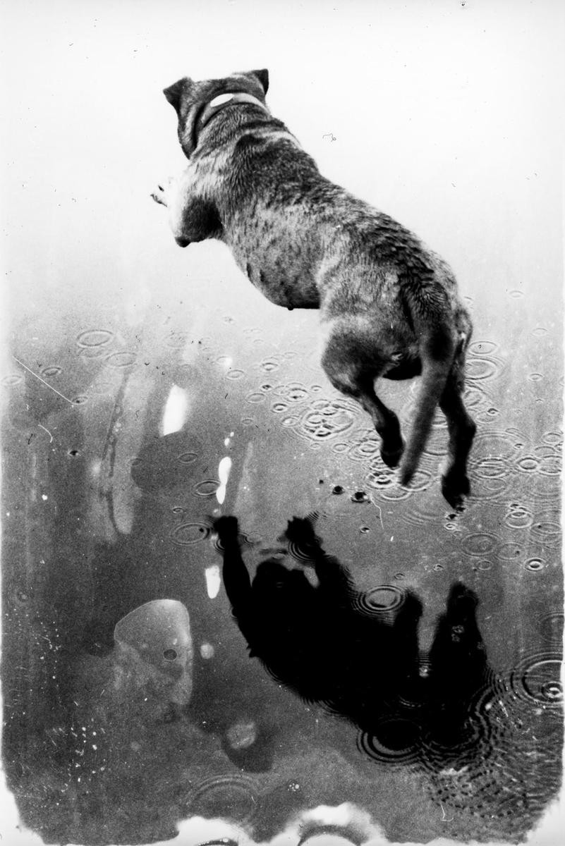 A dog jumps into a puddle, its shadow reflected in the water.