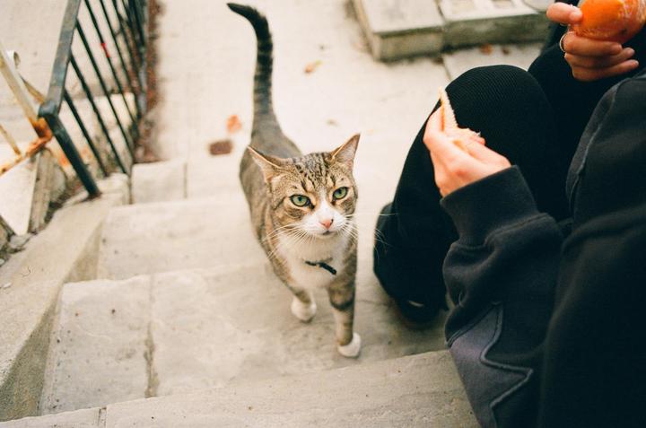 A tabby cat stands on concrete steps next to a person holding fruit.