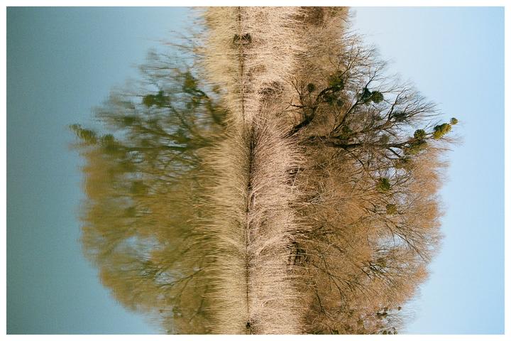 A row of bare trees with mistletoe grows along a body of water, creating a reflection that mirrors the trees.