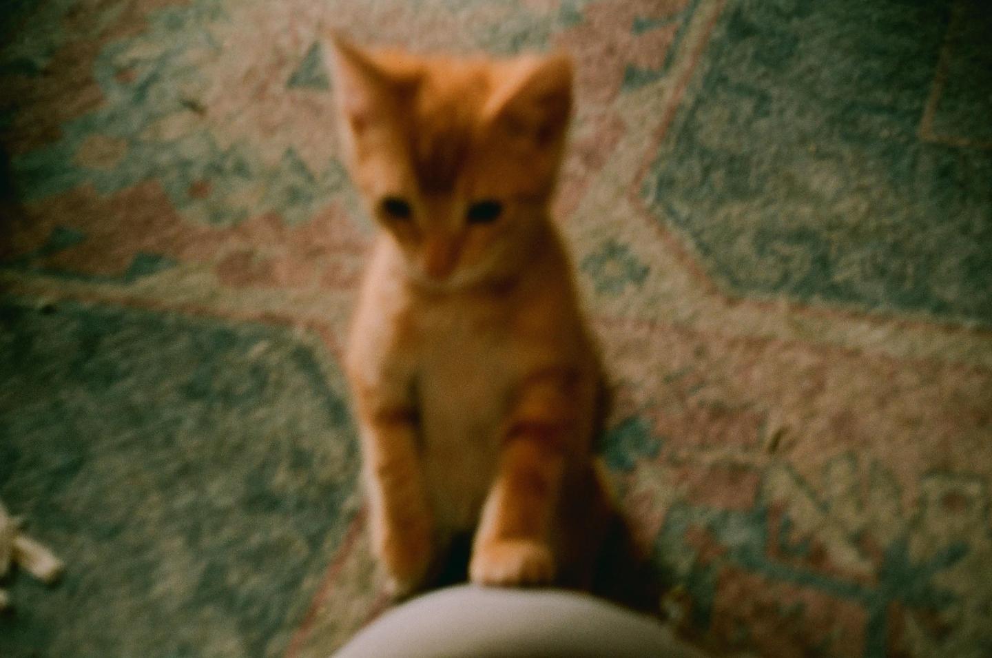 A small orange kitten sits on a round object in front of a patterned carpet.