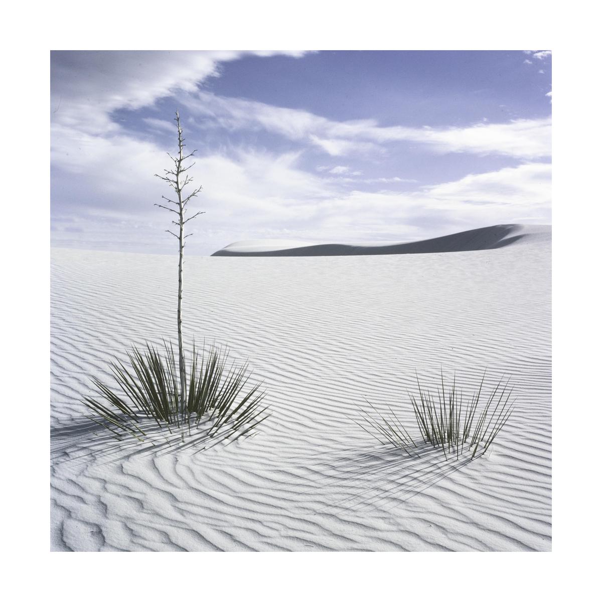 Two yucca plants grow in a white sand desert with a distant dune under a cloudy sky.
