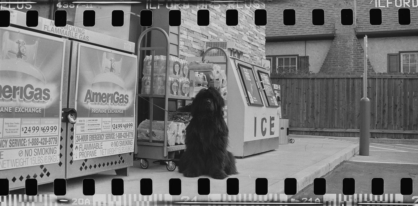 A large, shaggy dog sits patiently on a sidewalk next to propane tanks and an ice machine.