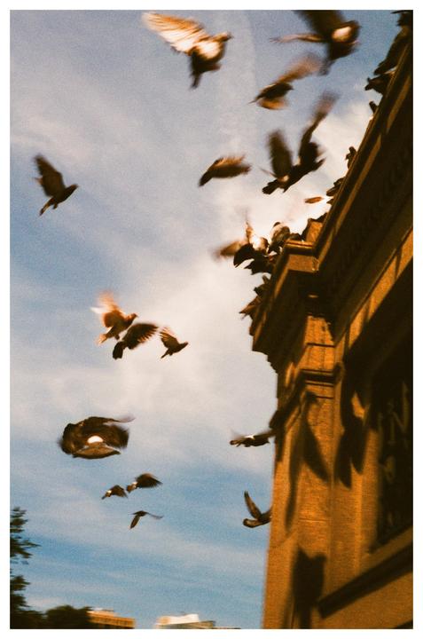 A flock of pigeons takes flight from a building against a bright sky.