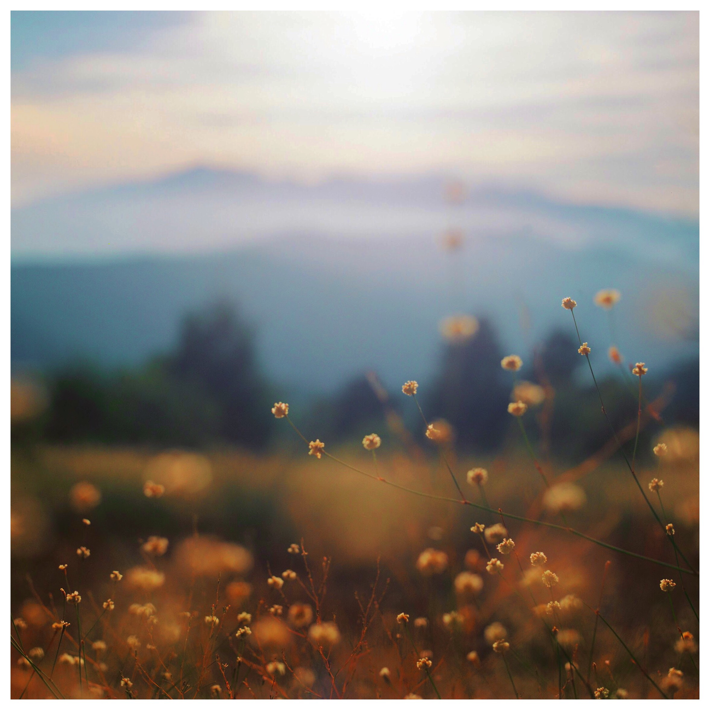 Small, light-colored flowers are in the foreground of a hazy mountain landscape.