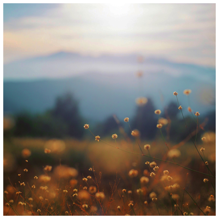 Small, light-colored flowers are in the foreground of a hazy mountain landscape.