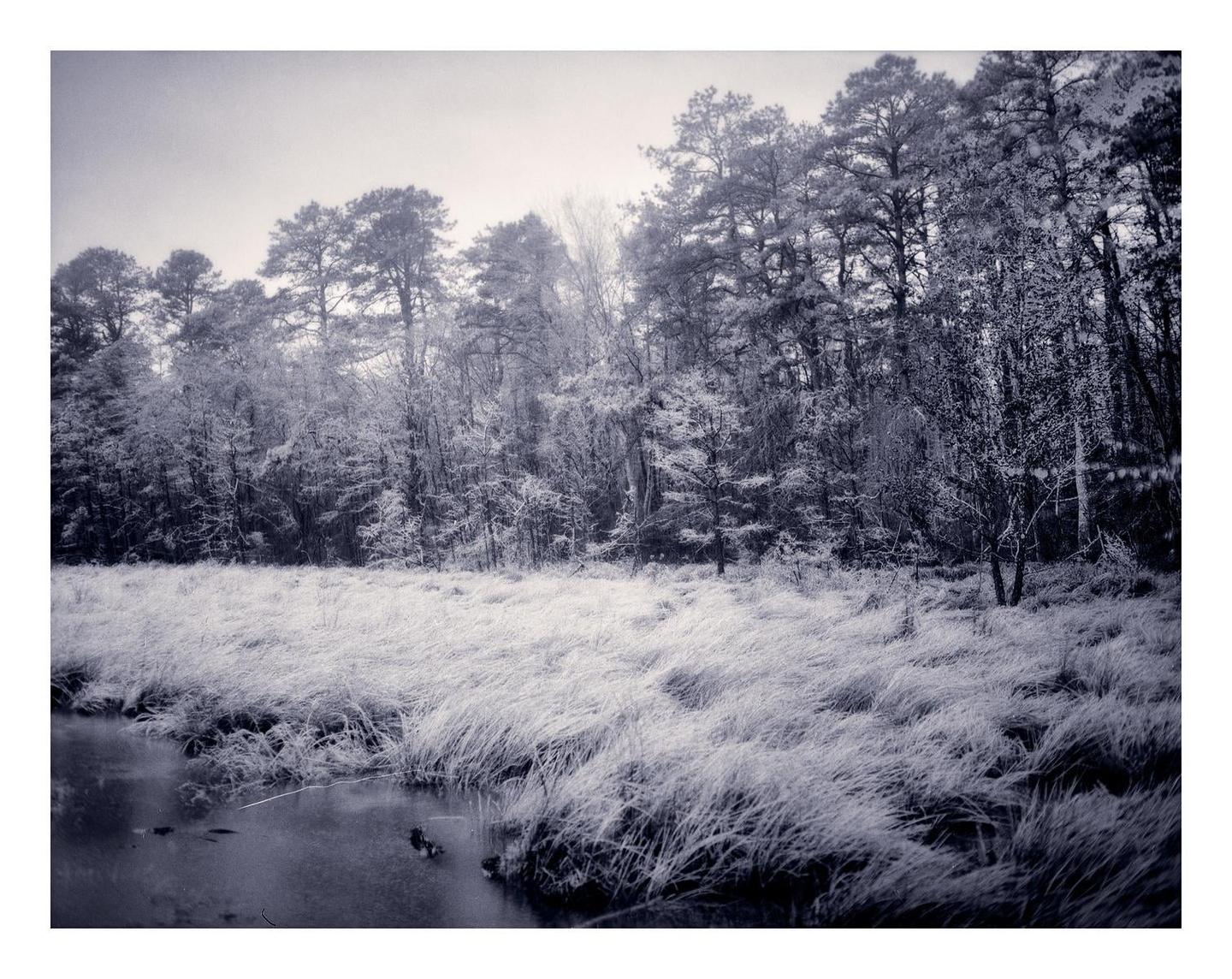 A body of water with tall grass and a forest in the background is covered in ice.