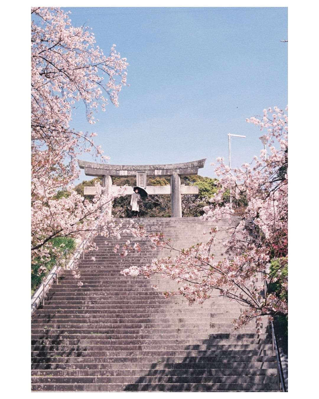 A person stands under a torii gate at the top of a long stone staircase, framed by cherry blossoms.