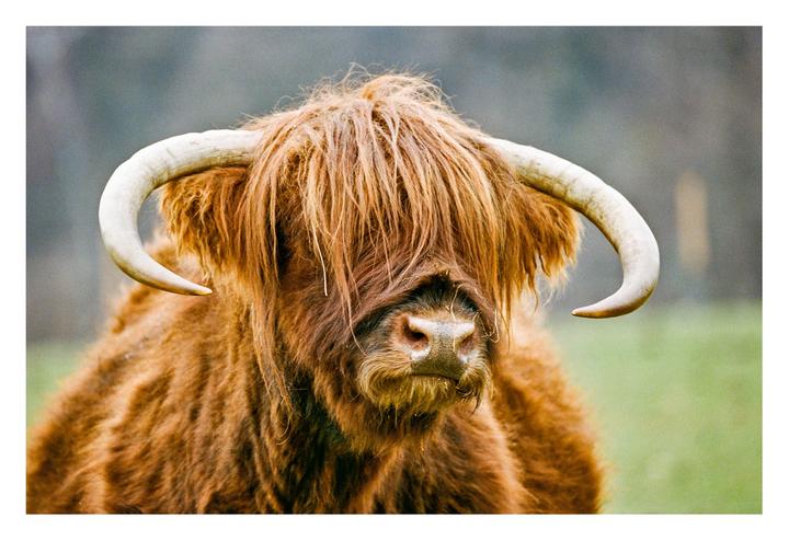 A close-up portrait of a highland cow with long horns and shaggy fur.