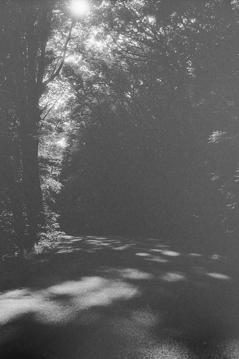 Sunlight streams through the canopy of a forest, illuminating a path with dappled light.