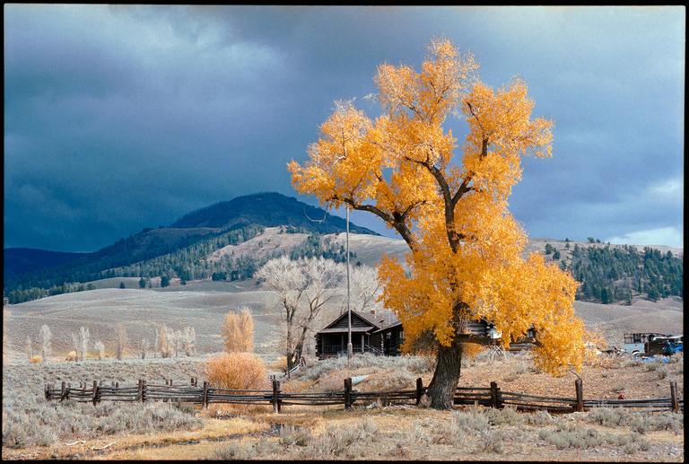 A large tree with bright yellow autumn foliage stands in a field with a wooden fence, a cabin, and mountains under a dramatic sky.