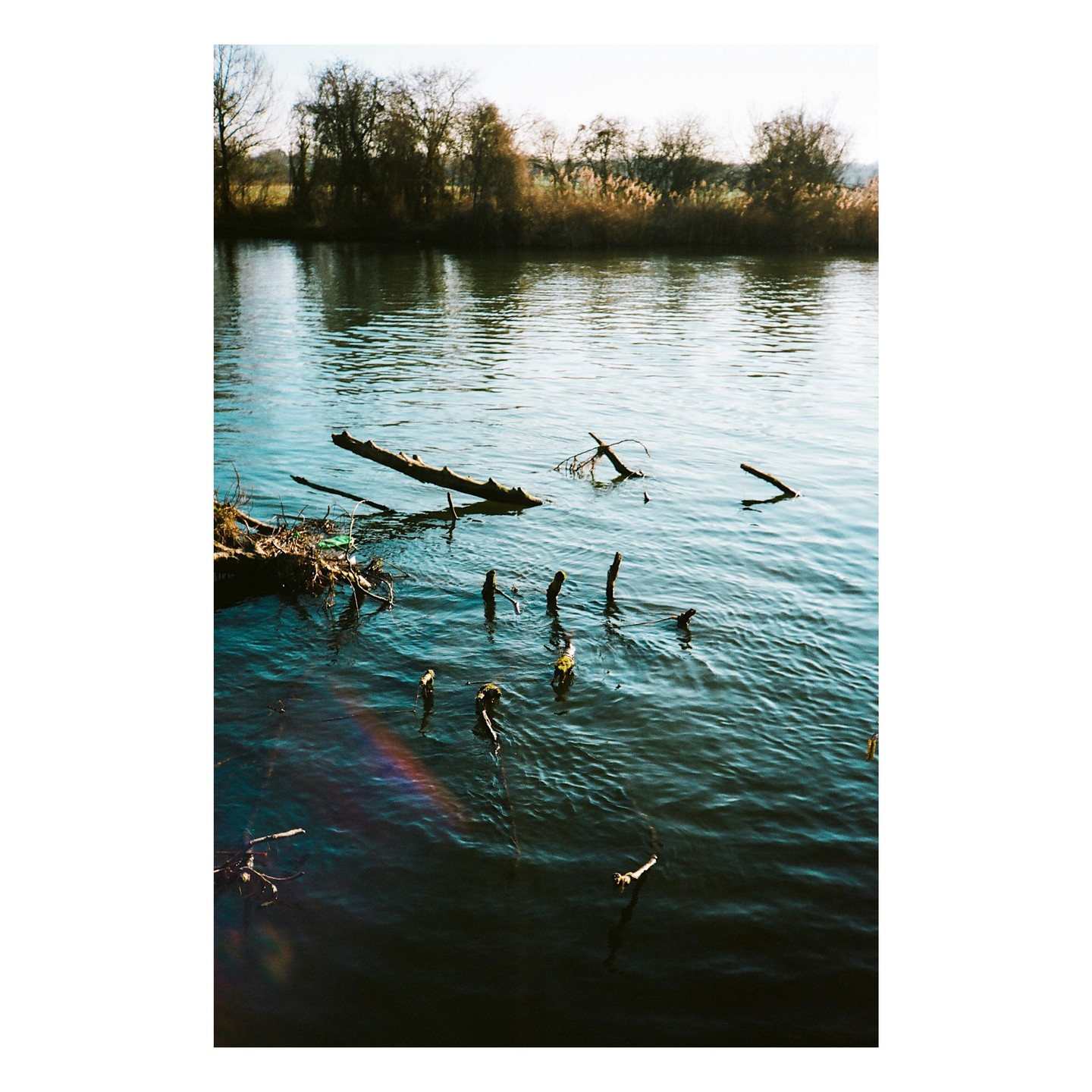 Branches and logs float in a river with trees and reeds on the far bank.