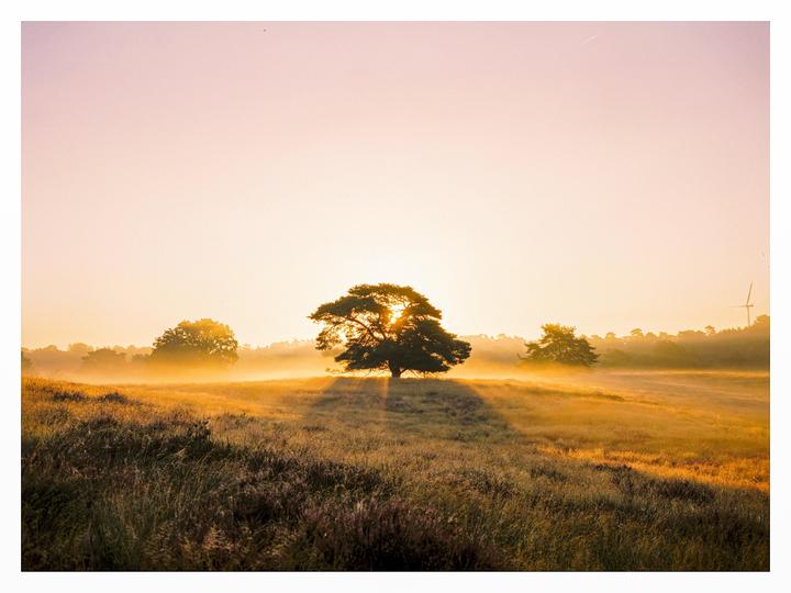 A single tree stands in a hazy, sunlit field with other trees and a wind turbine in the distance.