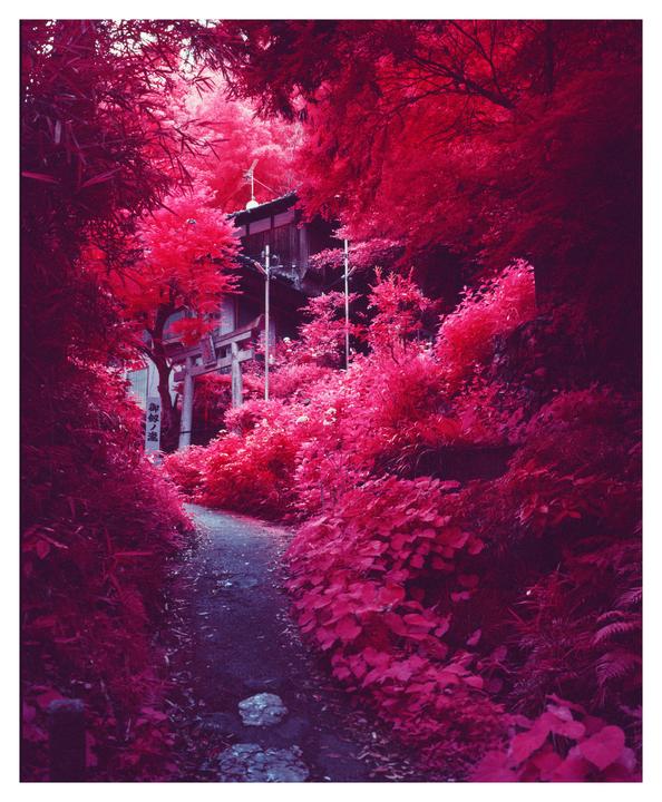 A narrow path leads through a forest of bright pink foliage towards a traditional Japanese building and torii gate.