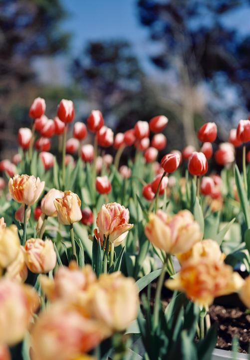 A field of red and white tulips and peach-colored tulips are in bloom under a clear sky.