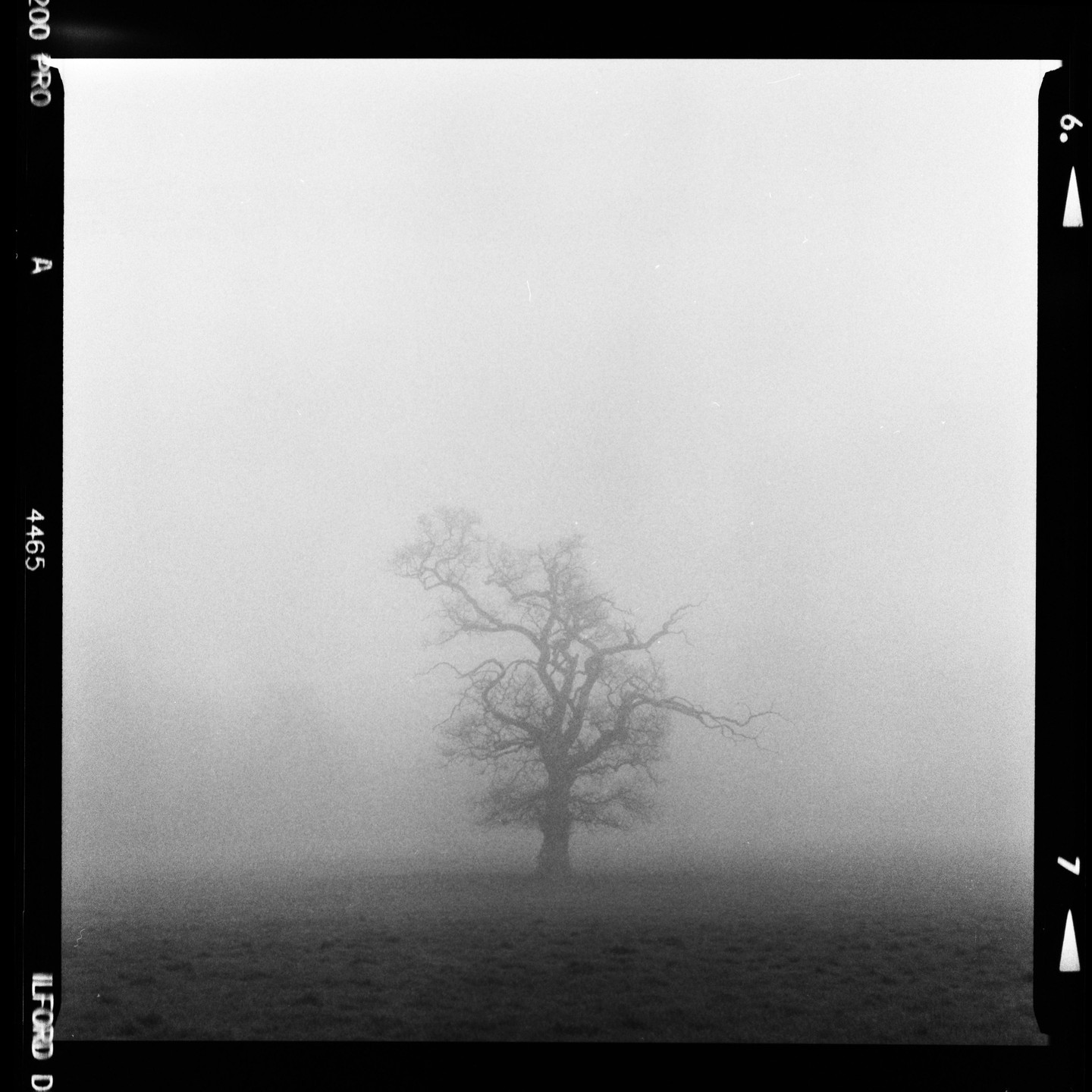 A lone, bare tree stands in a field shrouded in thick fog.