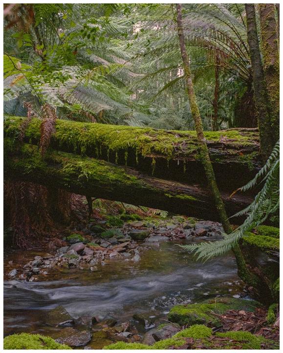 A moss-covered fallen tree trunk spans across a rocky stream in a lush temperate rainforest.