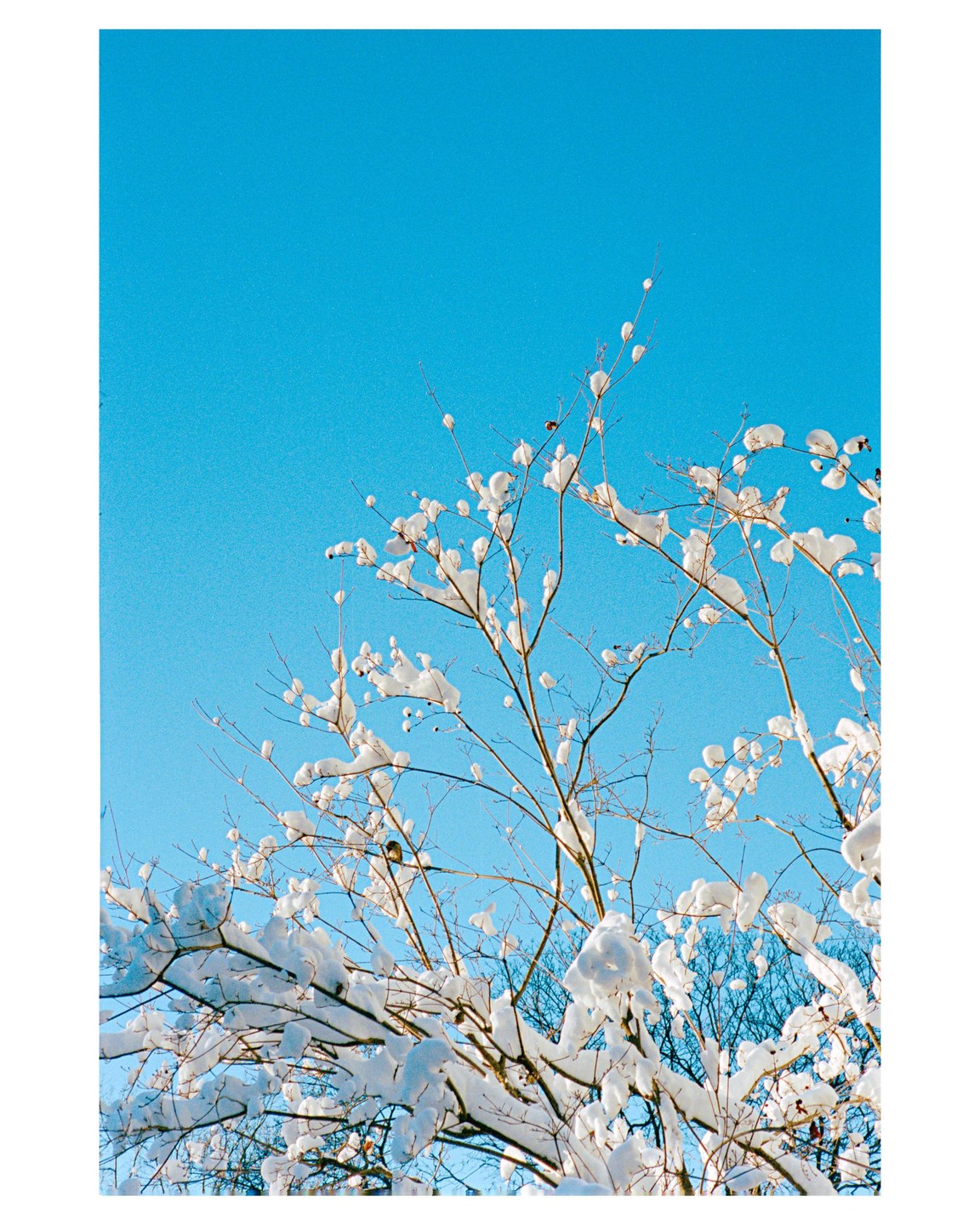 Snow-covered branches are visible against a clear blue sky.