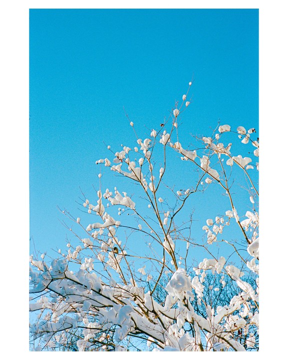Snow-covered branches are visible against a clear blue sky.