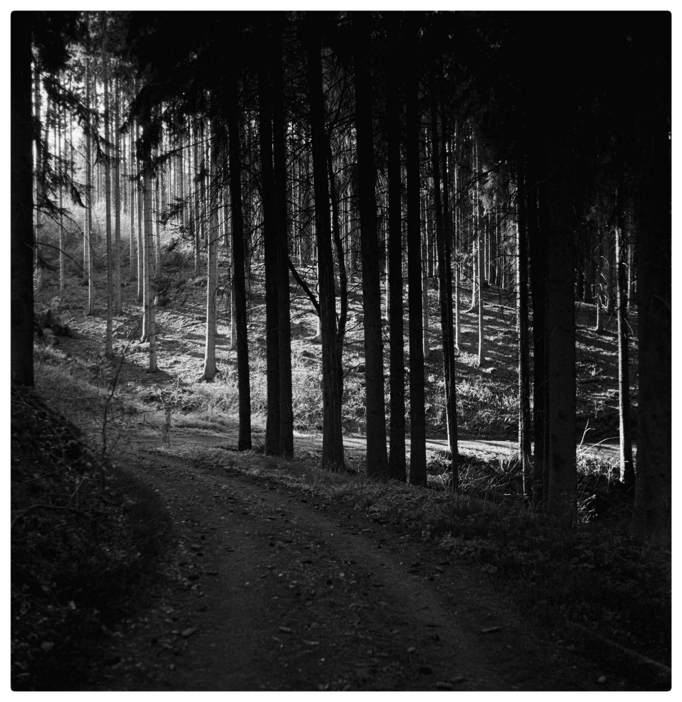 A path leads through a dark forest with sunlit trees in the background.