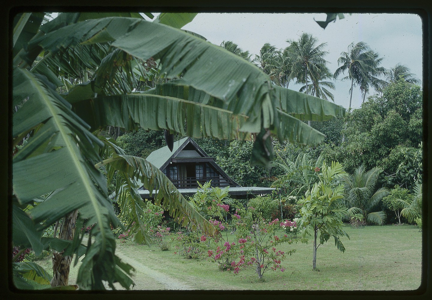 A house with a green roof is nestled among lush tropical foliage, with palm trees visible in the background.