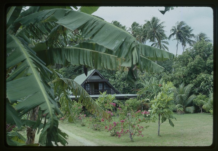 A house with a green roof is nestled among lush tropical foliage, with palm trees visible in the background.