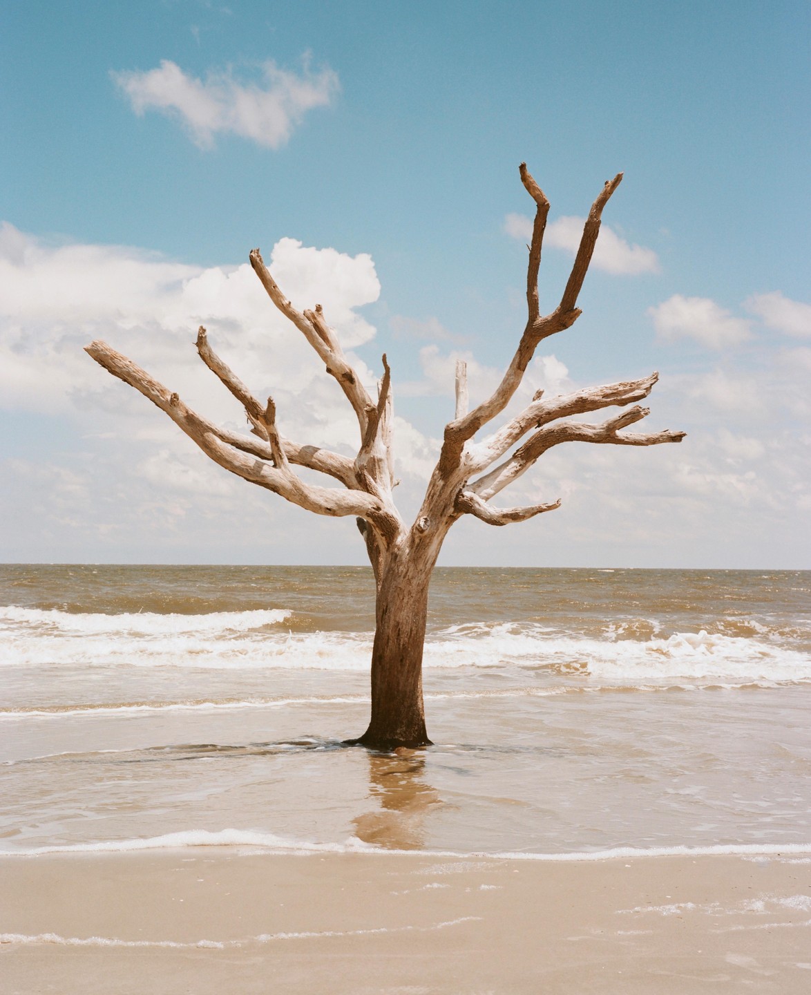 A dead tree stands in the shallow water of a beach with waves breaking behind it.