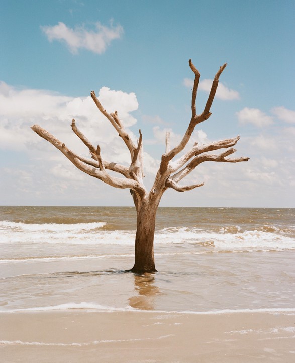 A dead tree stands in the shallow water of a beach with waves breaking behind it.