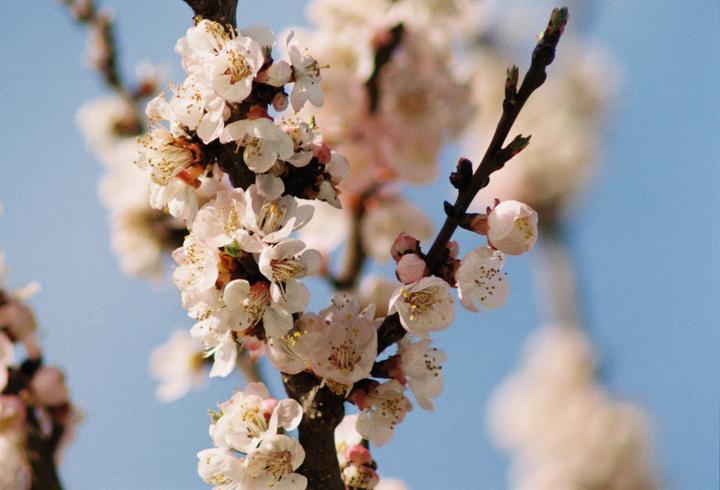 A branch with white blossoms is set against a clear blue sky.