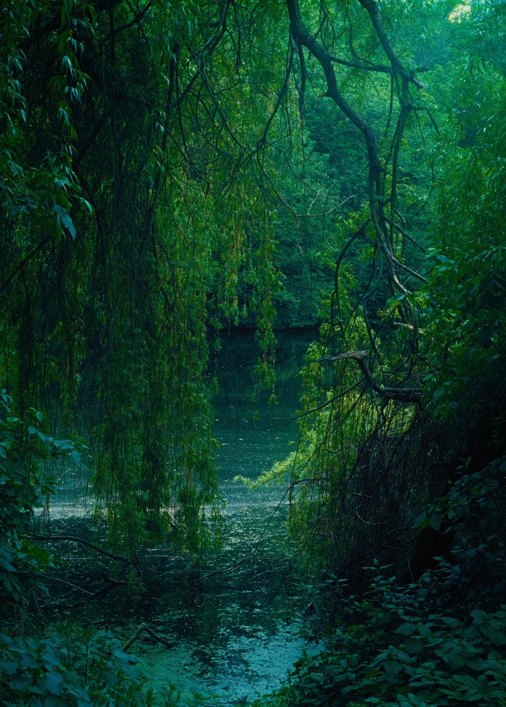 A dark green pond is surrounded by lush green foliage and weeping willow branches.
