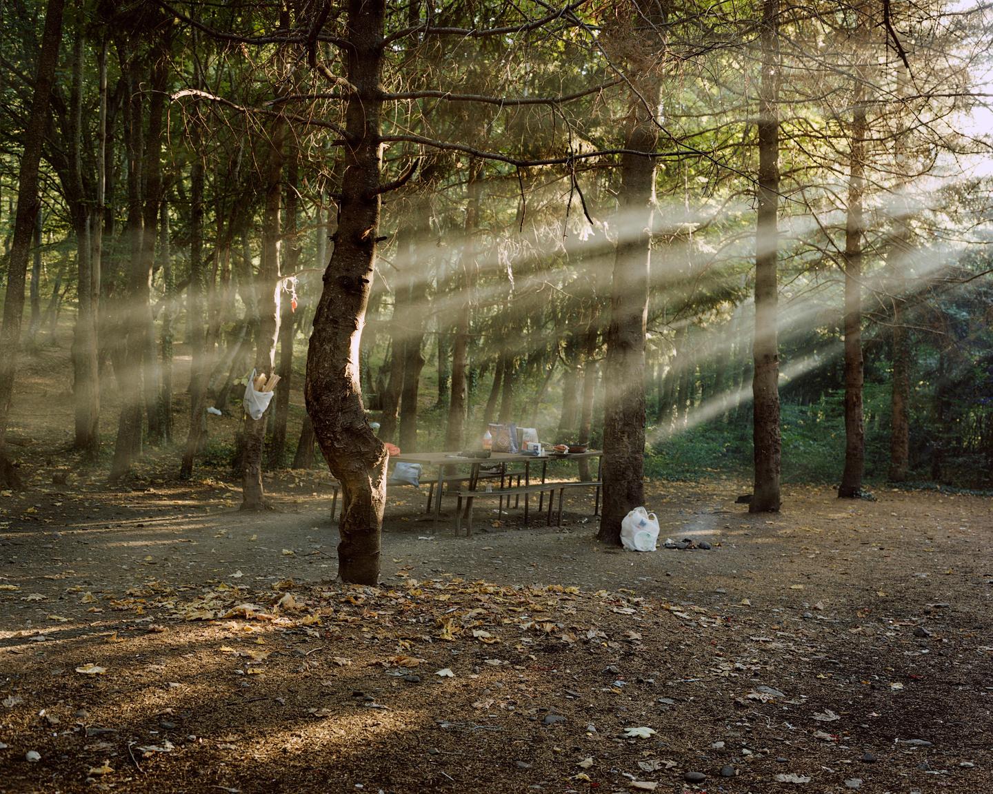 Sunlight streams through tall trees onto a picnic table and fallen leaves on the ground.