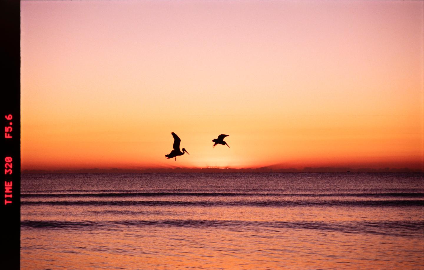 Two birds fly over the ocean as the sun rises, casting an orange and pink glow across the sky and water.