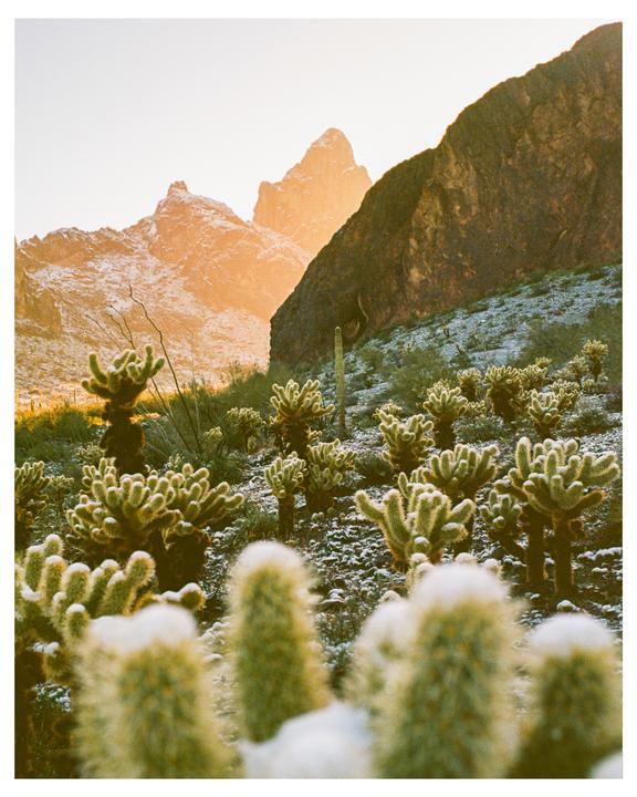 A desert landscape with snow-dusted cacti and mountains is illuminated by golden light.