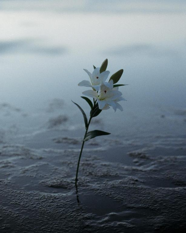 A white lily with two blossoms and two buds stands in shallow water with a dark, textured surface.