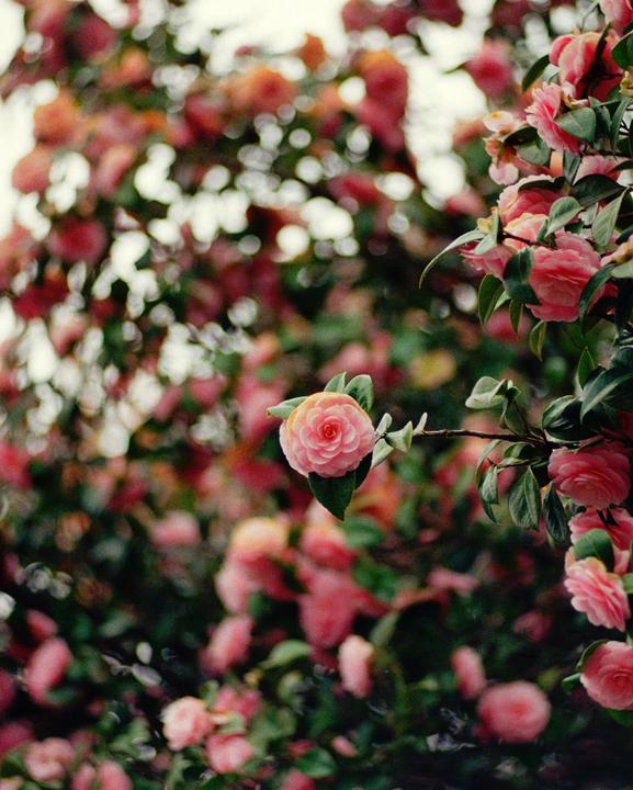 A single pink camellia blossom is in focus against a blurred background of more pink camellias and green leaves.