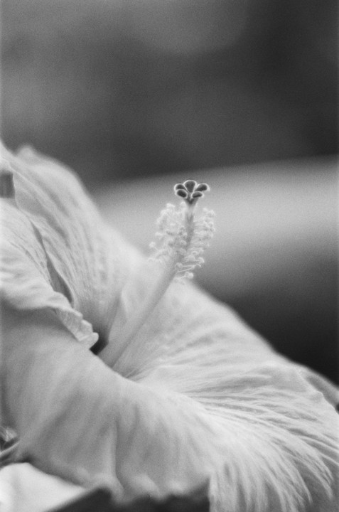 A close-up, black and white shot shows the stamen and pistil of a hibiscus flower.
