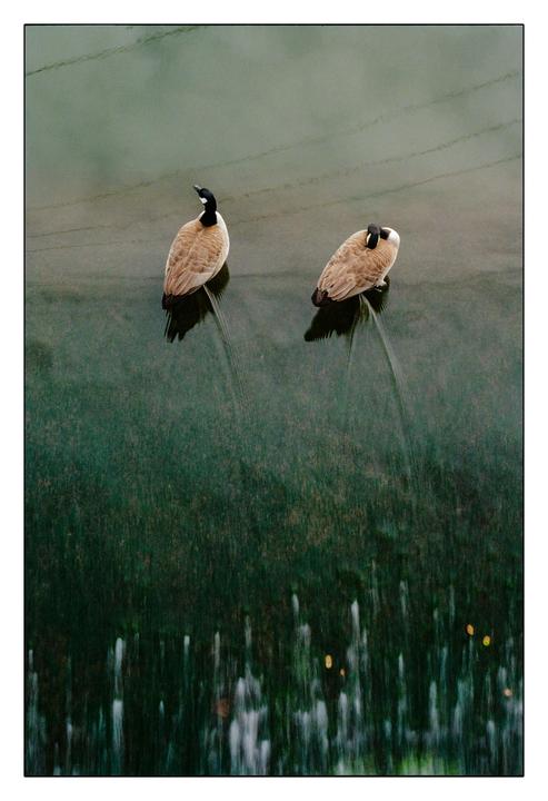 Two geese are standing on a surface with water flowing around them, creating streaks.