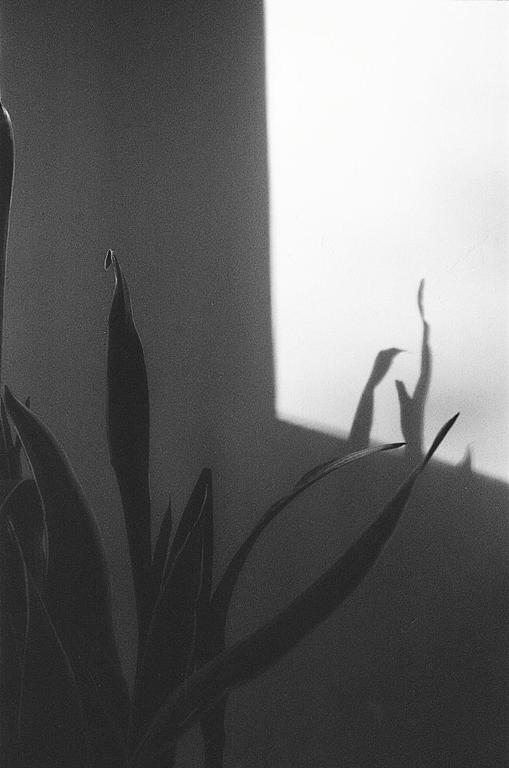 A plant with long leaves casts shadows on a wall.