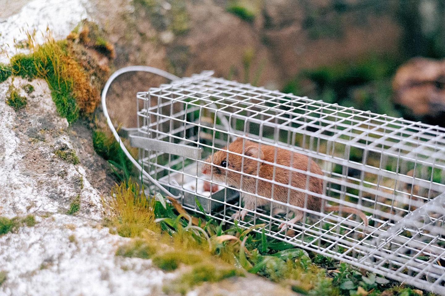 A small brown mouse is visible inside a metal cage trap on the ground surrounded by moss and grass.