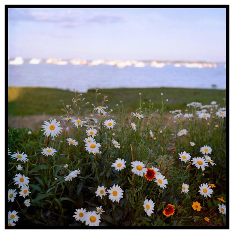 A field of white and red flowers grows along a body of water with a distant shoreline.