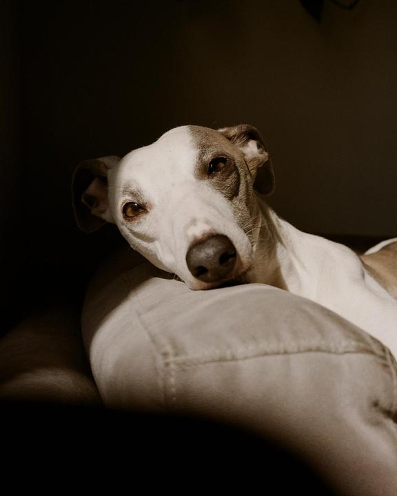 A white and brown dog with dark eyes rests its head on a light-colored cushion.