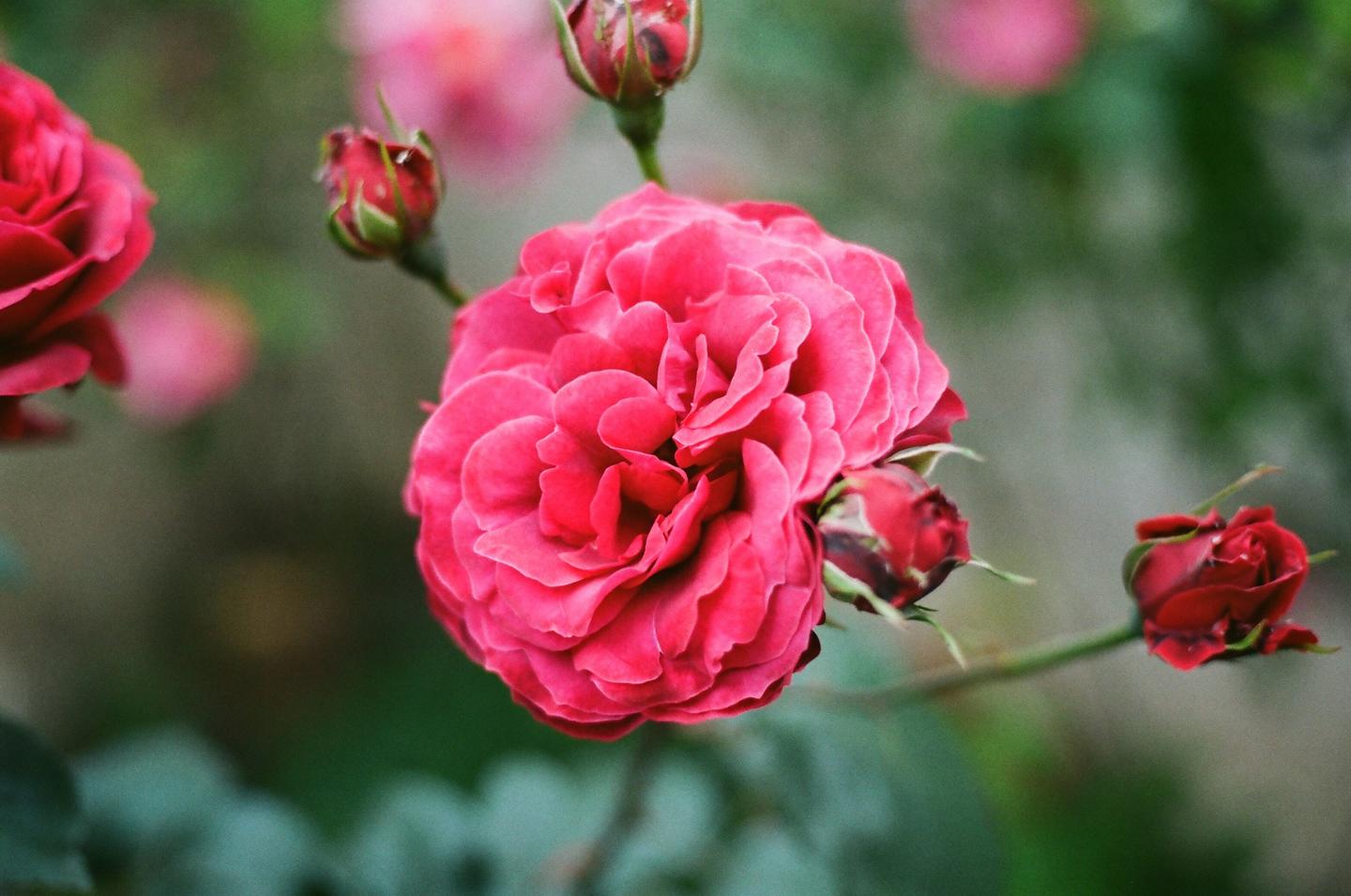 A vibrant pink rose is in full bloom, surrounded by several smaller rosebuds.