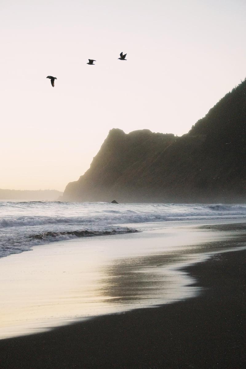 Three birds fly over a beach with waves crashing against the shore and a large mountain in the background.