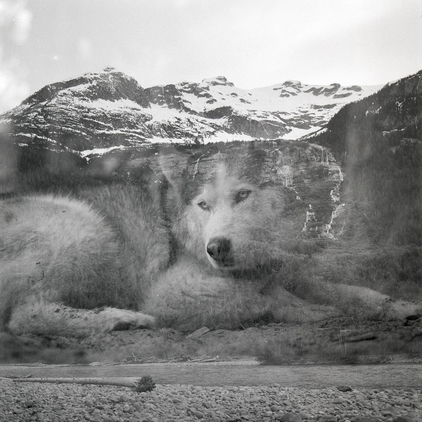 A double exposure shows a wolf superimposed over a mountain landscape with a river and snow-capped peaks.