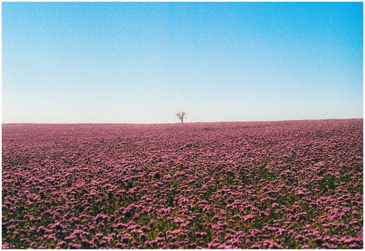 A lone tree stands in the middle of a vast field of purple flowers under a clear blue sky.