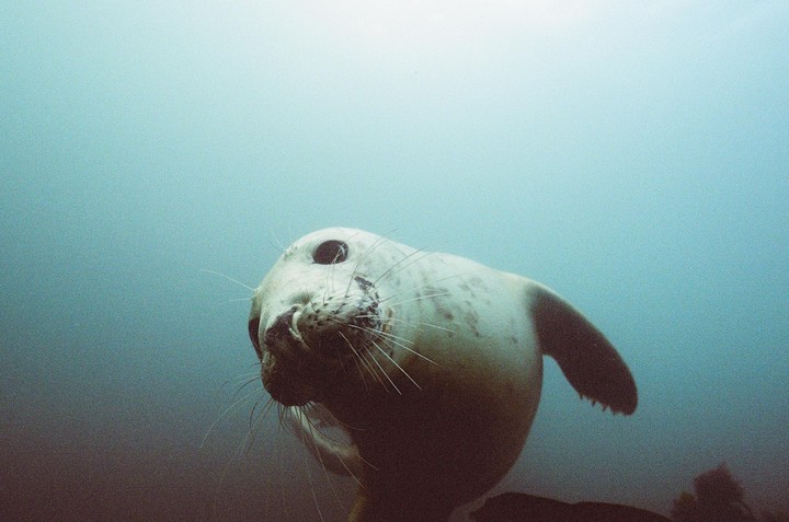 A seal swims underwater, looking up towards the surface.