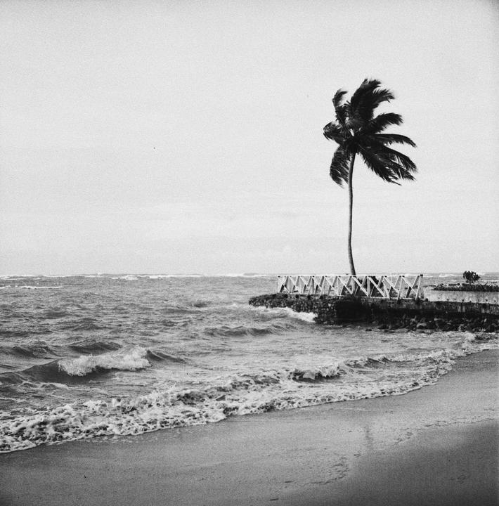 A palm tree stands on a rocky shore next to a wooden fence as waves crash onto a sandy beach.