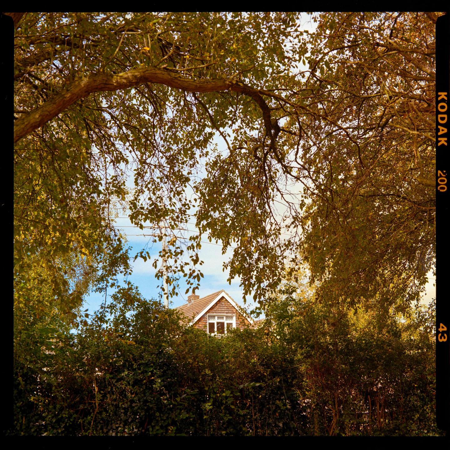 A house is visible through an opening in the trees and bushes.